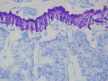 トルイジンブルー染色（マウス大腿骨）